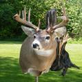 Whitetail Deer Whitetail Deer full sneak